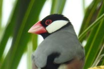 Lonchura oryzivora